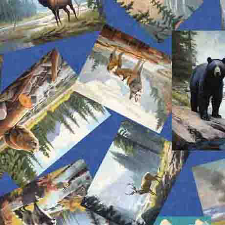 On the Road Again Animal Postcards 30739-B